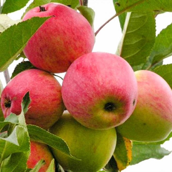 Яблоня Мечта