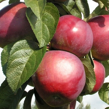 Яблоня Триумф колоновидная