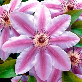 Клематис крупноцветковый Нелли Мойзер