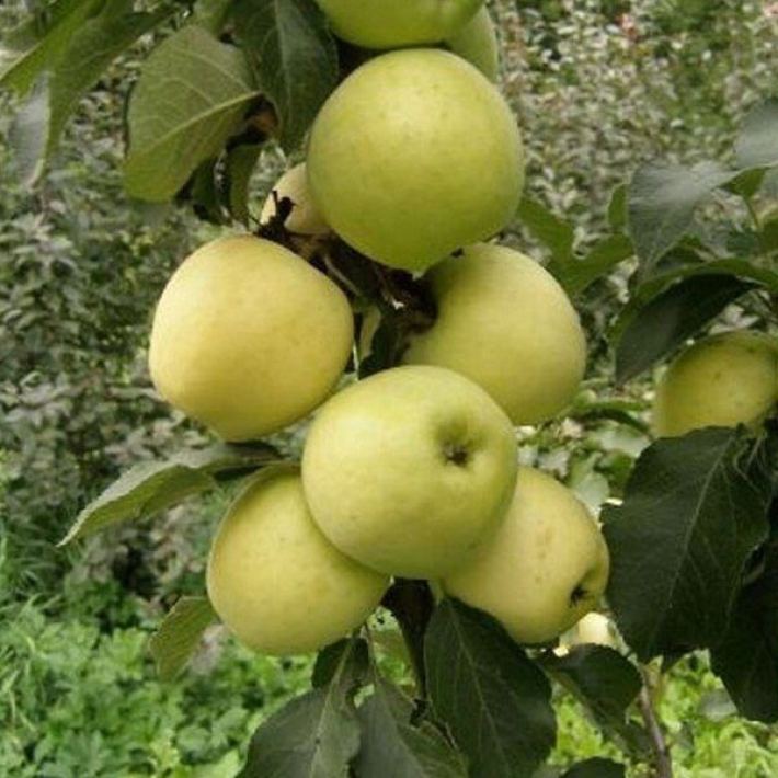 Яблоня Малюха колоновидная