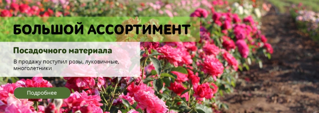 Большой ассортимент посадочного материала: розы, луковичные, многолетники