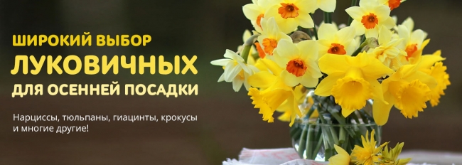 Широкий выбор луковичных для осенней посадки