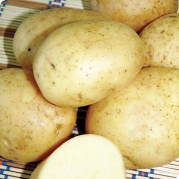 Картофель Триумф Э (1 кг)