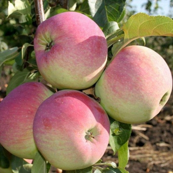 Яблоня Свежесть