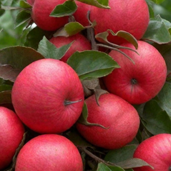 Яблоня Есения колоновидная