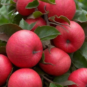 Яблоня Есения колоновидная