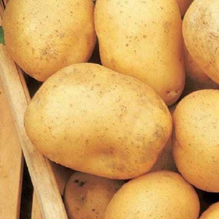 Картофель Илона Э