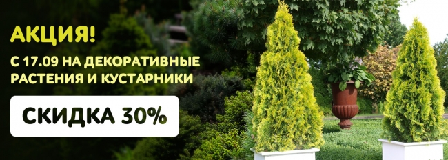 Акция на декоративные растения и кустарники