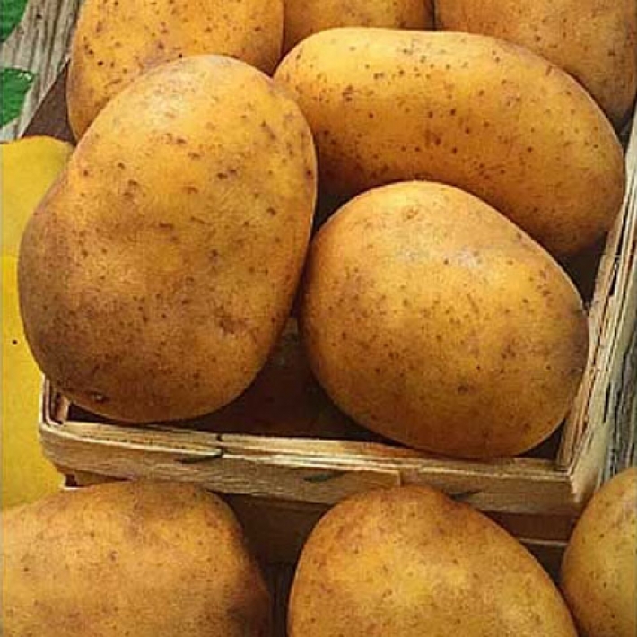 Картофель Лада Э