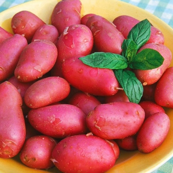 Картофель Манифест (1 кг)