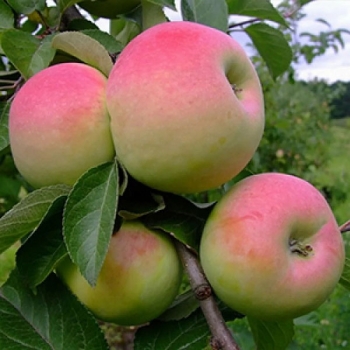 Яблоня Имрус