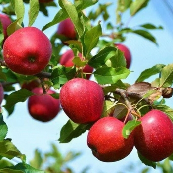 Яблоня Красное Раннее