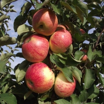 Яблоня Останкино колоновидная