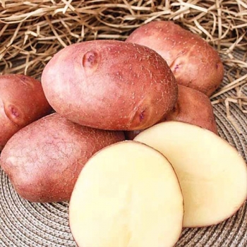 Картофель Взрывной Э
