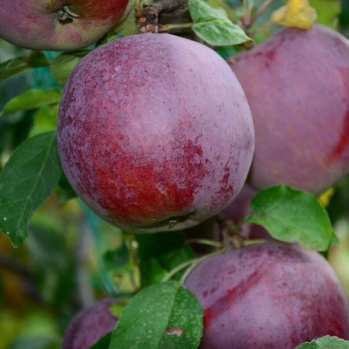 Яблоня Имант