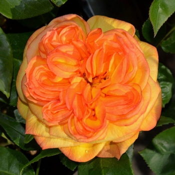 Роза Анри Дельбар (Сиберика) чайно-гибридная