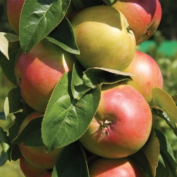 Яблоня Зеленый шум колоновидная