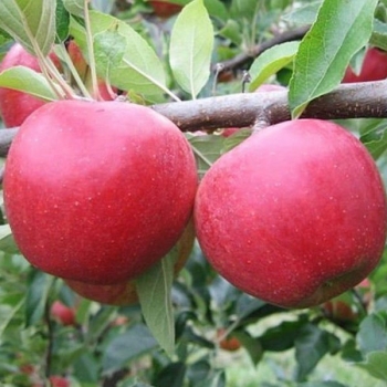 Яблоня Уэлси