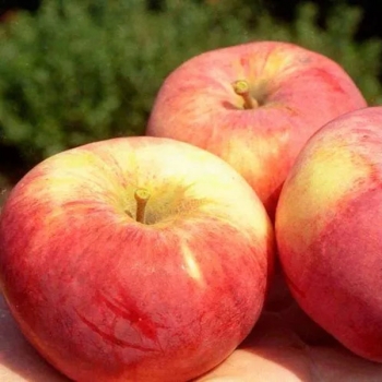 Яблоня Орловим