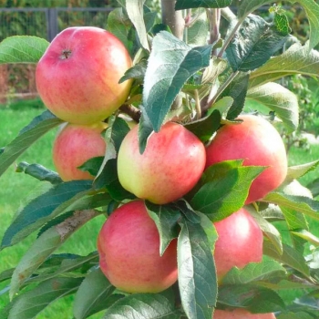 Яблоня Валюта колоновидная