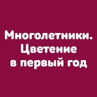 Многолетники. Цветение в Первый год