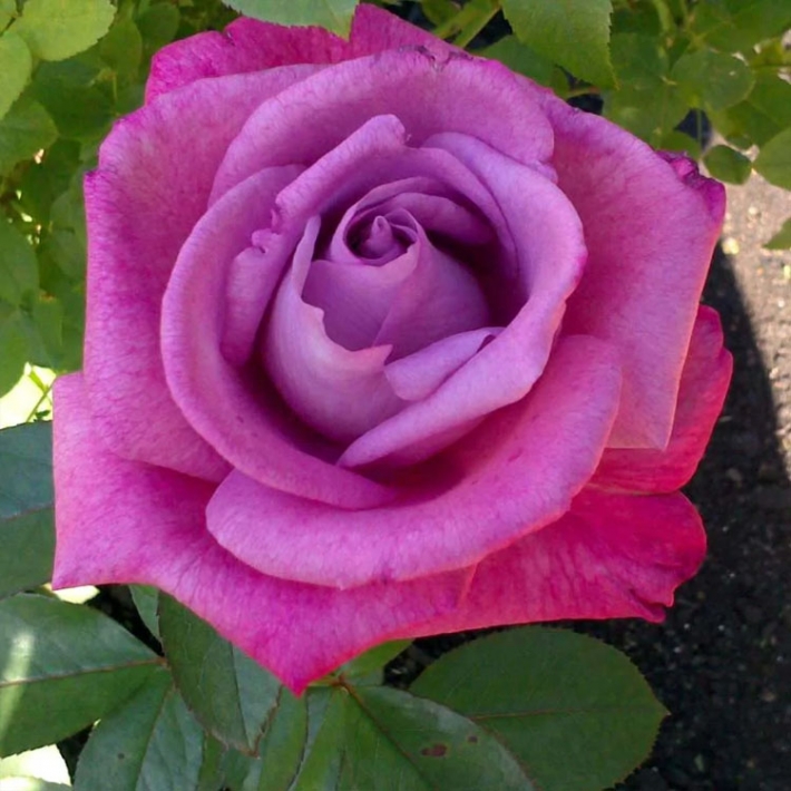 Роза чайно-гибридная Лила Вандер