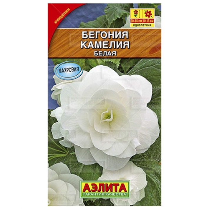 Бегония крупноцветковая Камелия белая