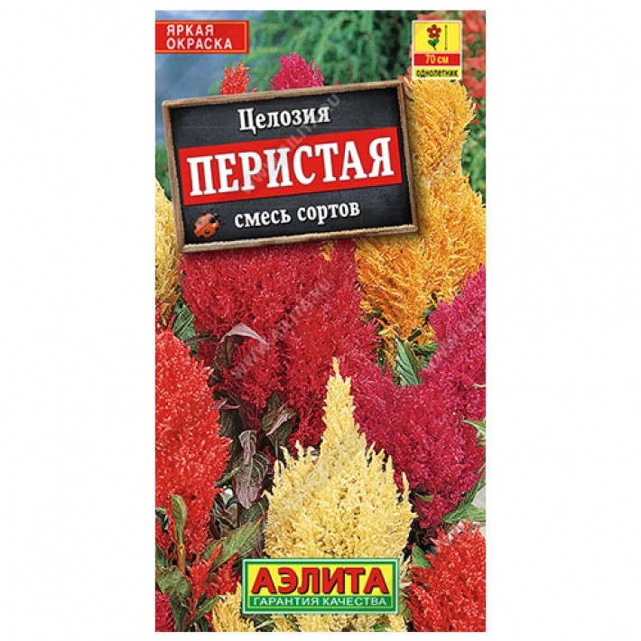 Целозия перистая, смесь сортов