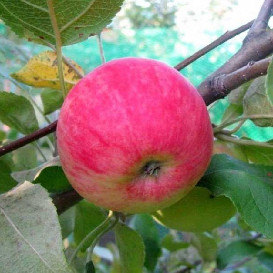 Яблоня мельба опылители. Яблоня Мантет (с7,5). Сорт яблони Мантет. Мантет летний сорт яблони. Сорт яблок Мантет.