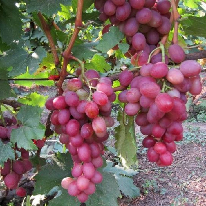Виноград Анюта