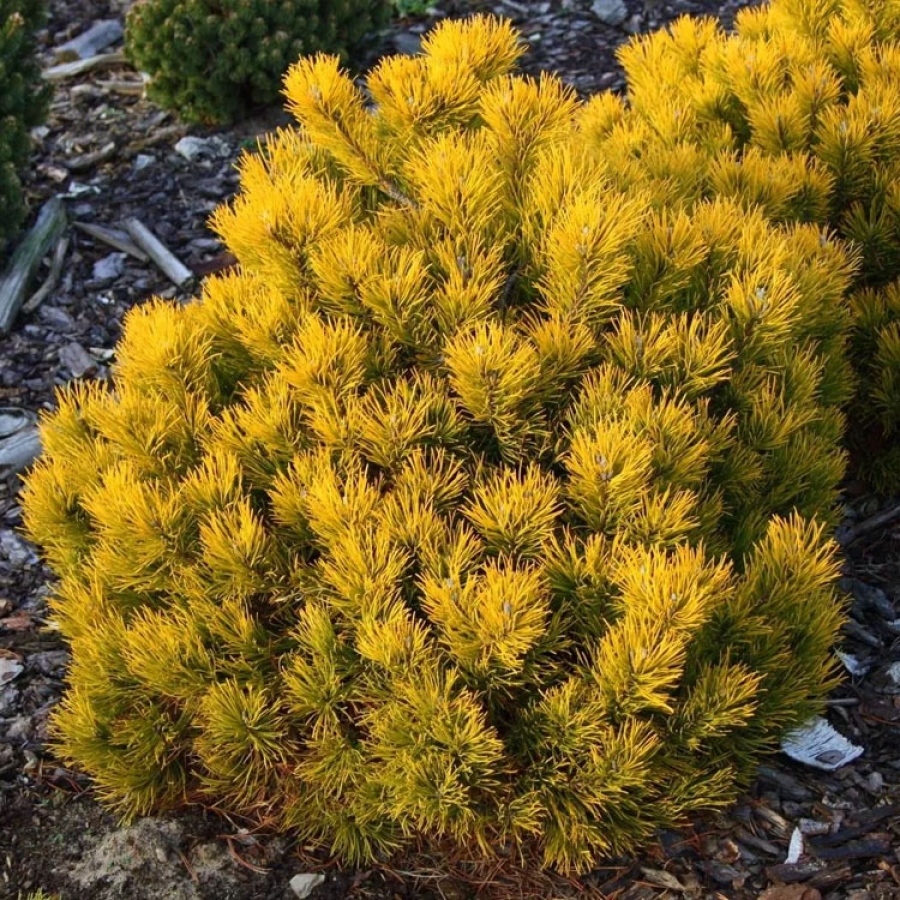 Pinus Sylvestris Wintergold