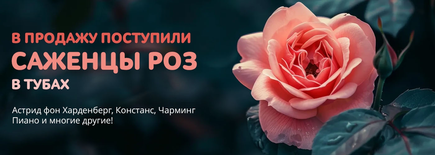 В продажу поступили Саженцы роз в тубах