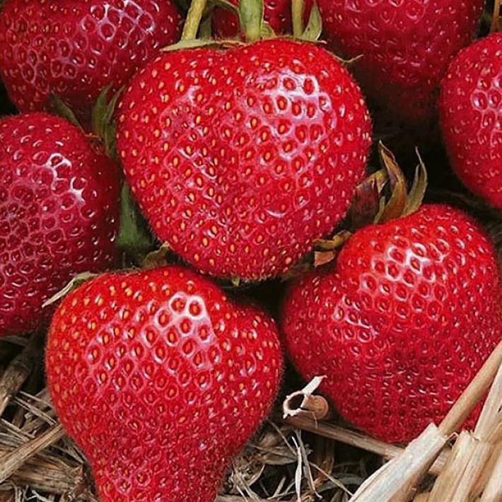 Клубника Румба