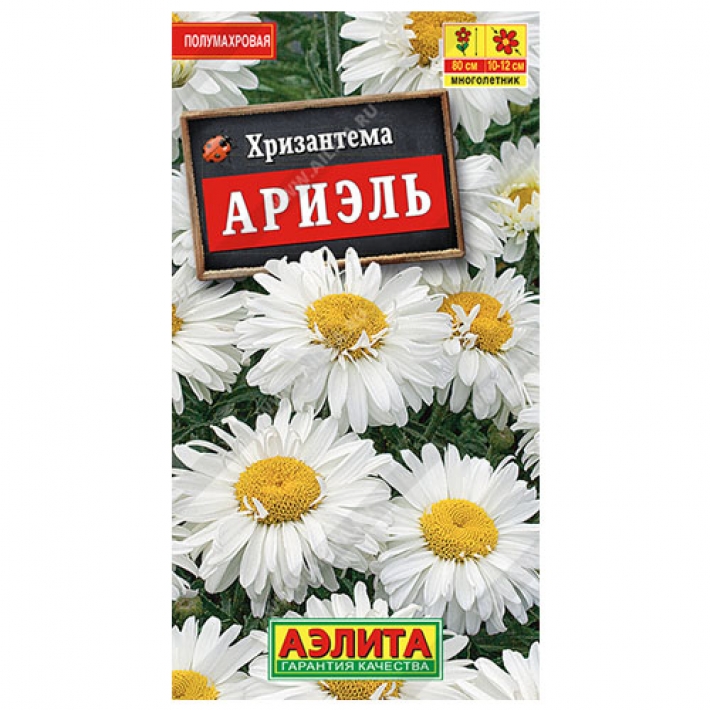 Хризантема Ариэль