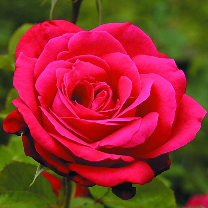 Роза чайно-гибридная Дам де Кер