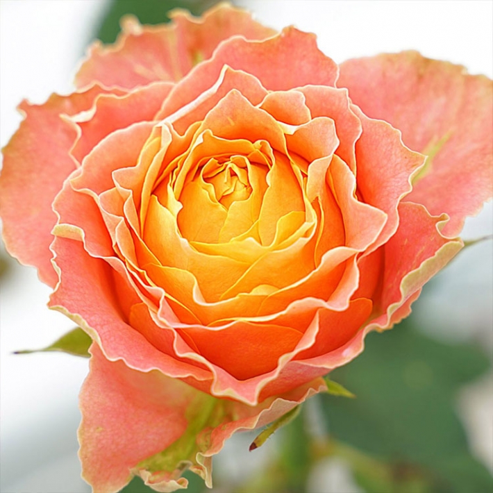 Роза Кантри Спирит Луиза (Сиберика) чайно-гибридная