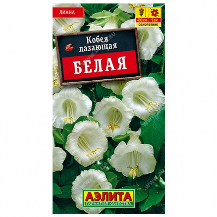 Кобея белая