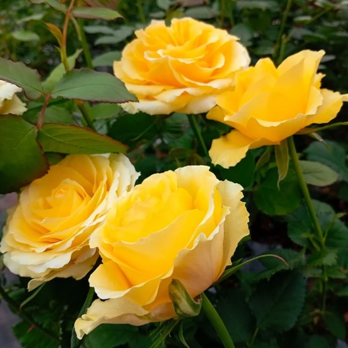 Роза Сфинкс (Сиберика) чайно-гибридная