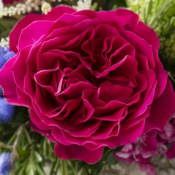 Роза Кейт (Сиберика) английская