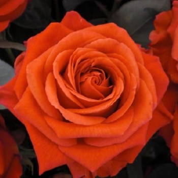 Роза флорибунда Ориндж Пассион