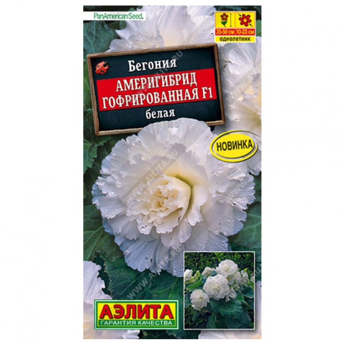 Бегония Америгибрид гофрированная F1 белая