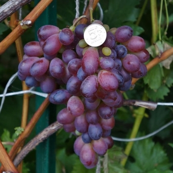 Виноград Шоколадный