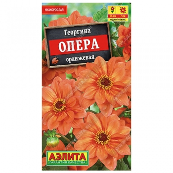 Георгина Опера оранжевая