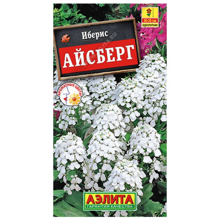 Иберис Айсберг