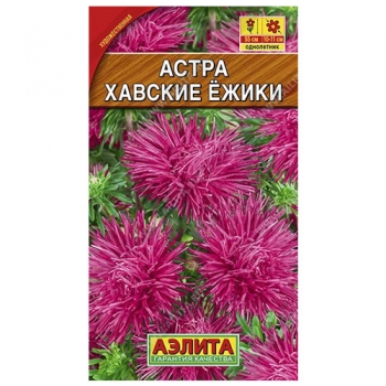Астра Хавские ежики