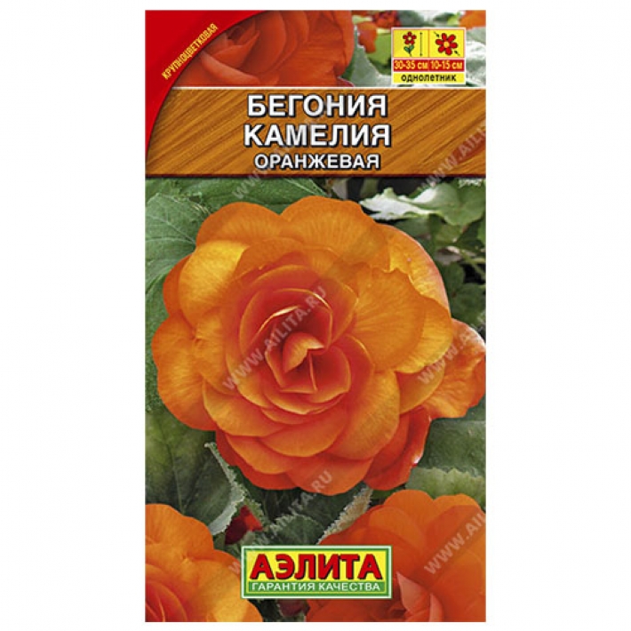 Бегония крупноцветковая Камелия оранжевая