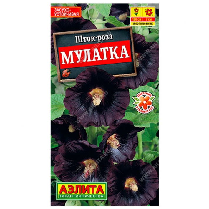 Шток-роза Мулатка