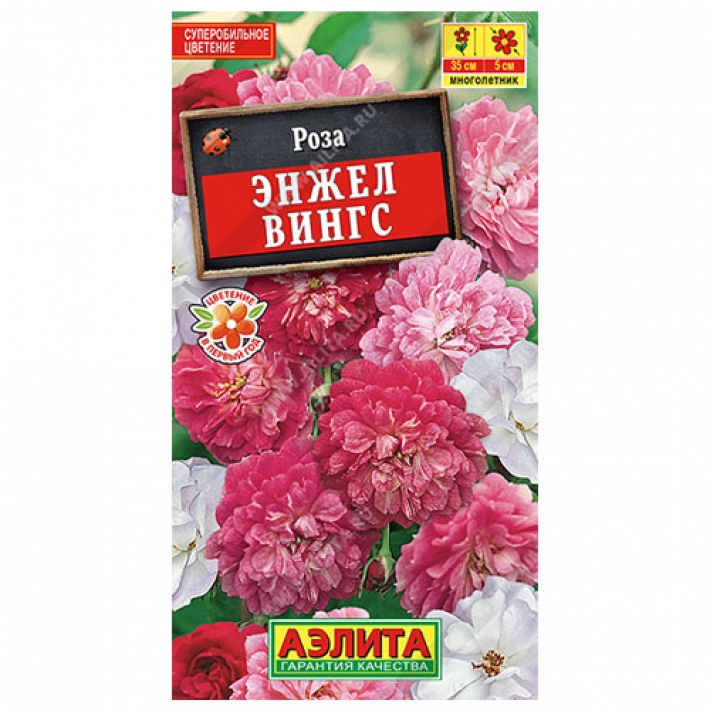 Роза китайская Энжел Вингс