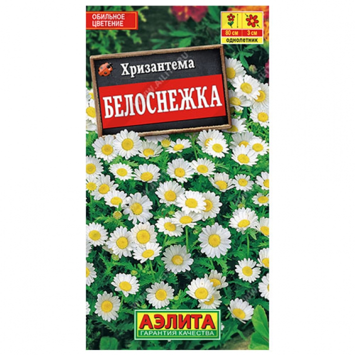 Хризантема Белоснежка