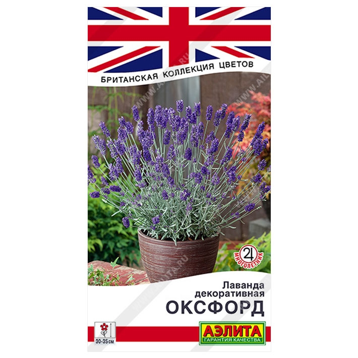 Лаванда декоративная Оксфорд